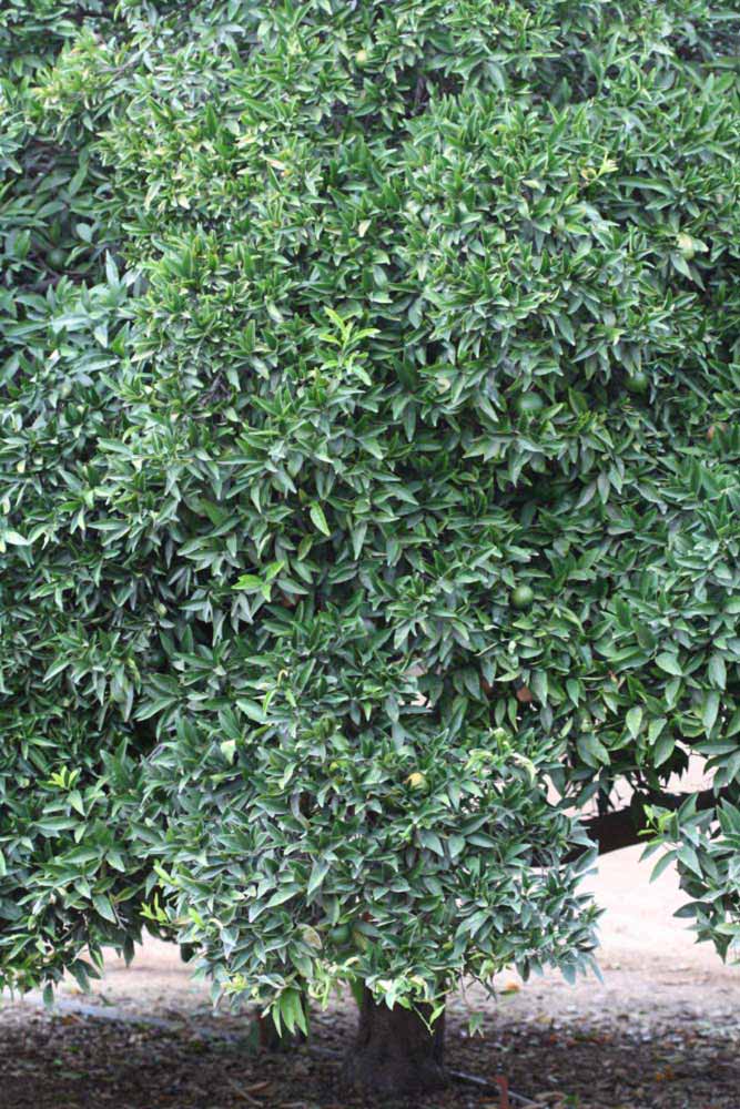            Habit (Riverside, CA)   